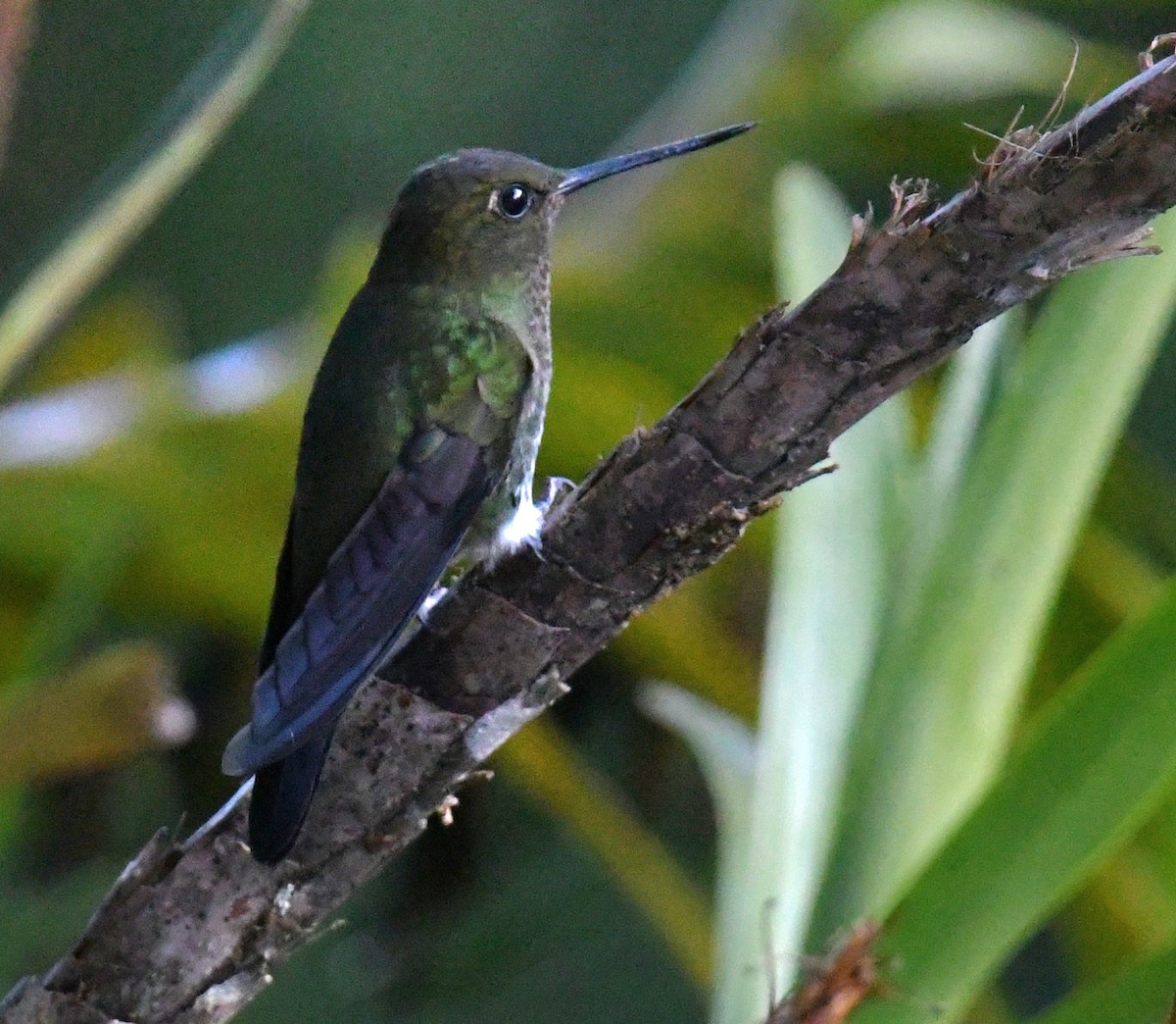 Greenish Puffleg - ML640672639