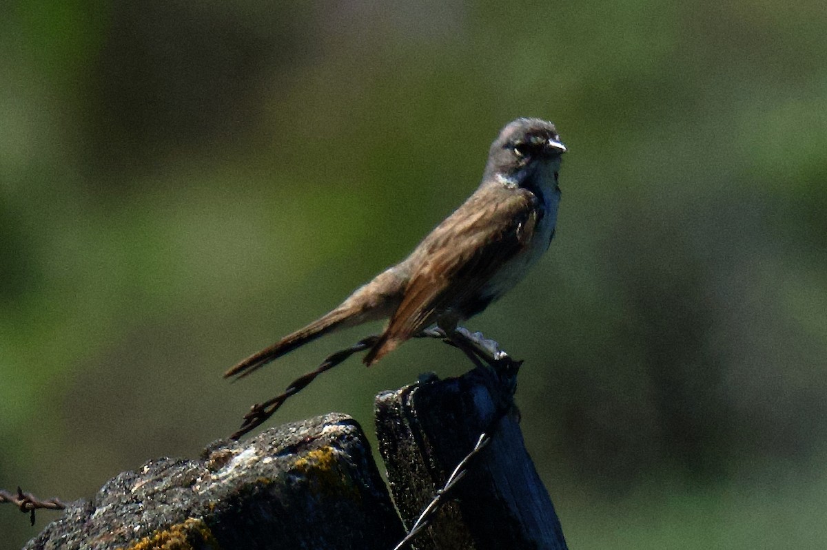 Sagebrush Sparrow - ML640672748