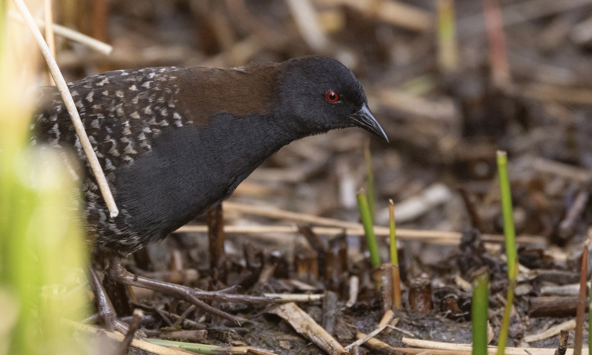 Black Rail (Junin) - ML640672777