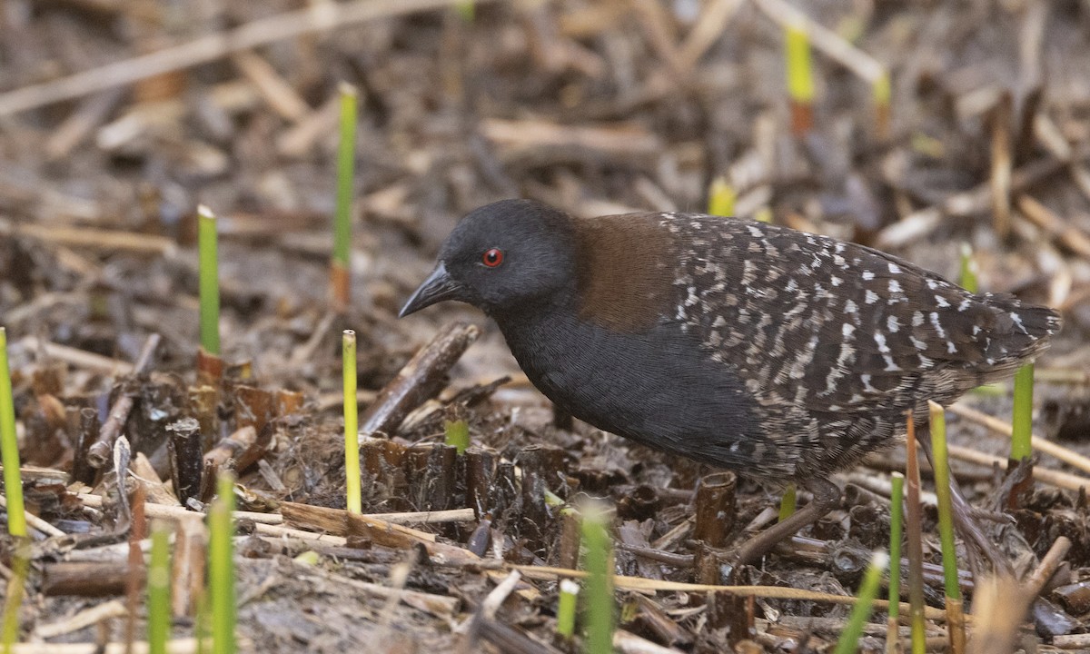 Black Rail (Junin) - ML640672779