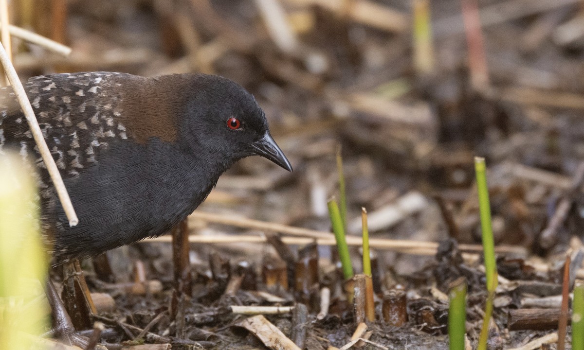Black Rail (Junin) - ML640672780