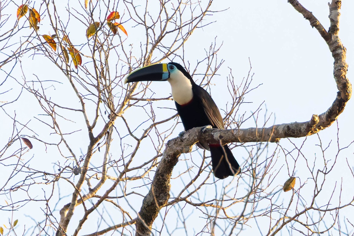White-throated Toucan - ML640672807