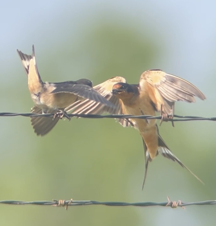 Barn Swallow - ML640672824