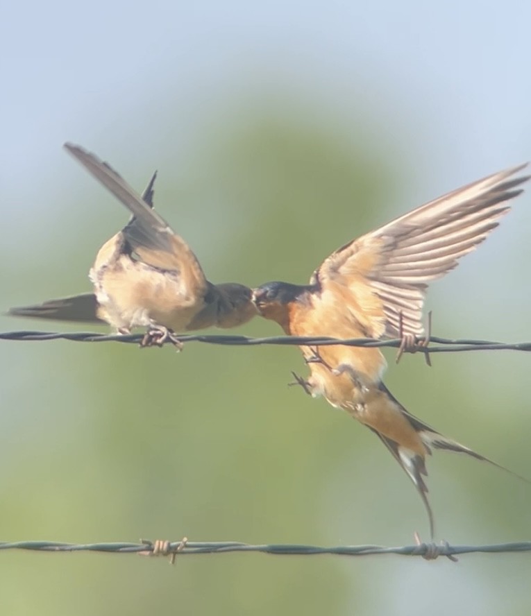 Barn Swallow - ML640672825