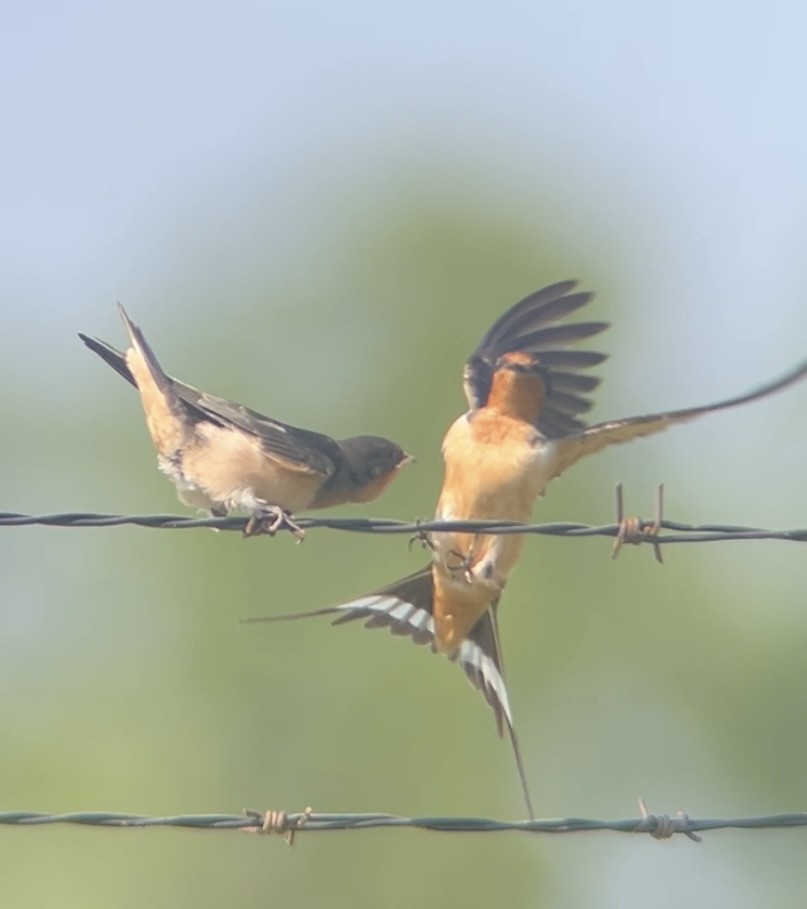 Barn Swallow - ML640672826
