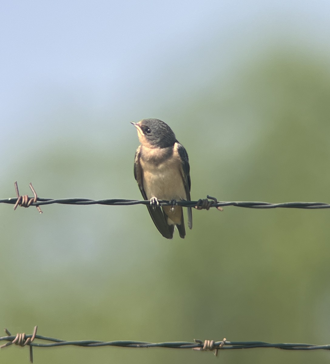 Barn Swallow - ML640672827