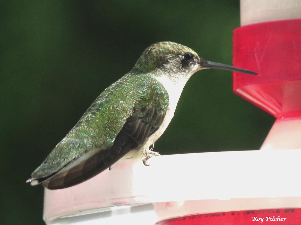 Ruby-throated Hummingbird - ML640672904