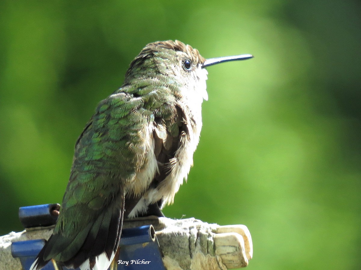 Ruby-throated Hummingbird - ML640672905