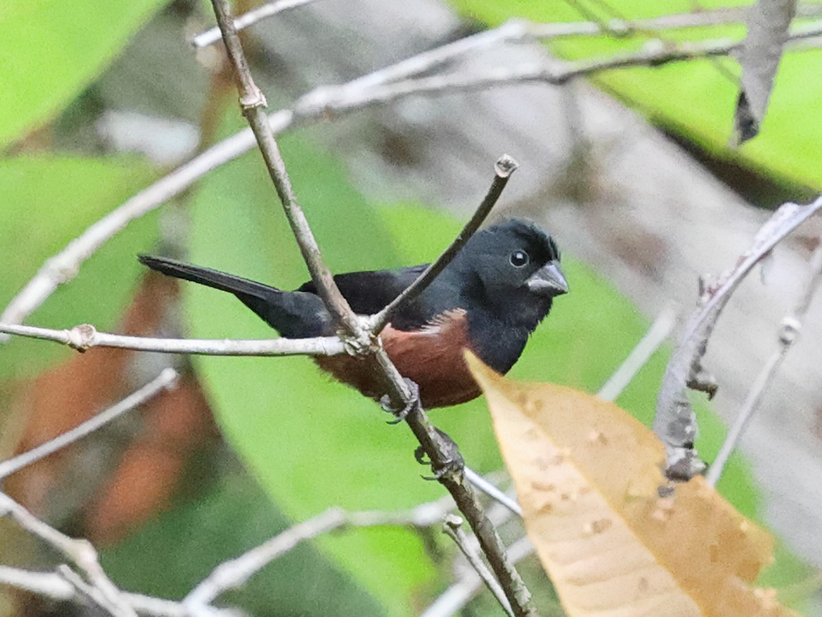 Chestnut-bellied Seed-Finch - ML640672911