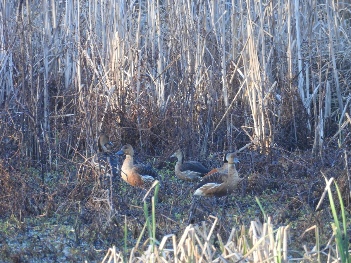 Fulvous Whistling-Duck - ML640672937