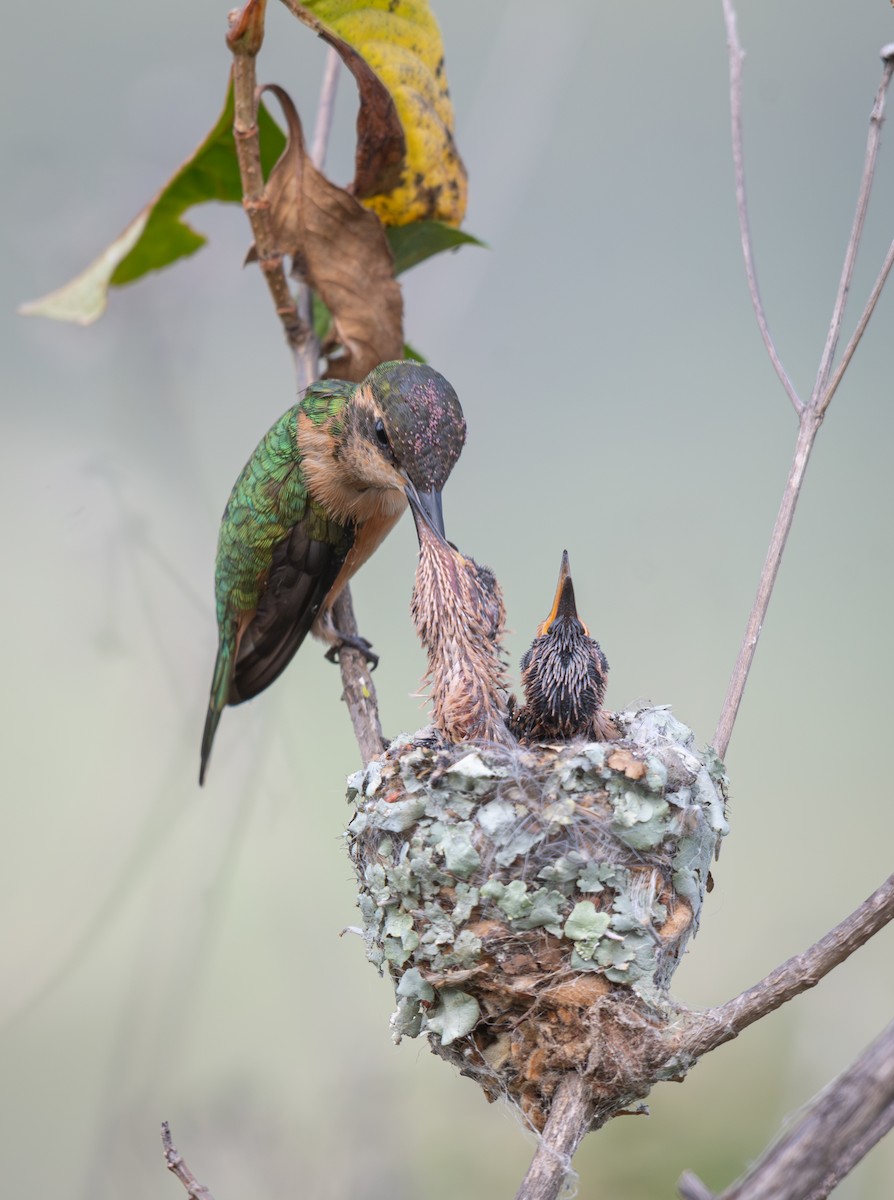 Slender Sheartail - ML640672963