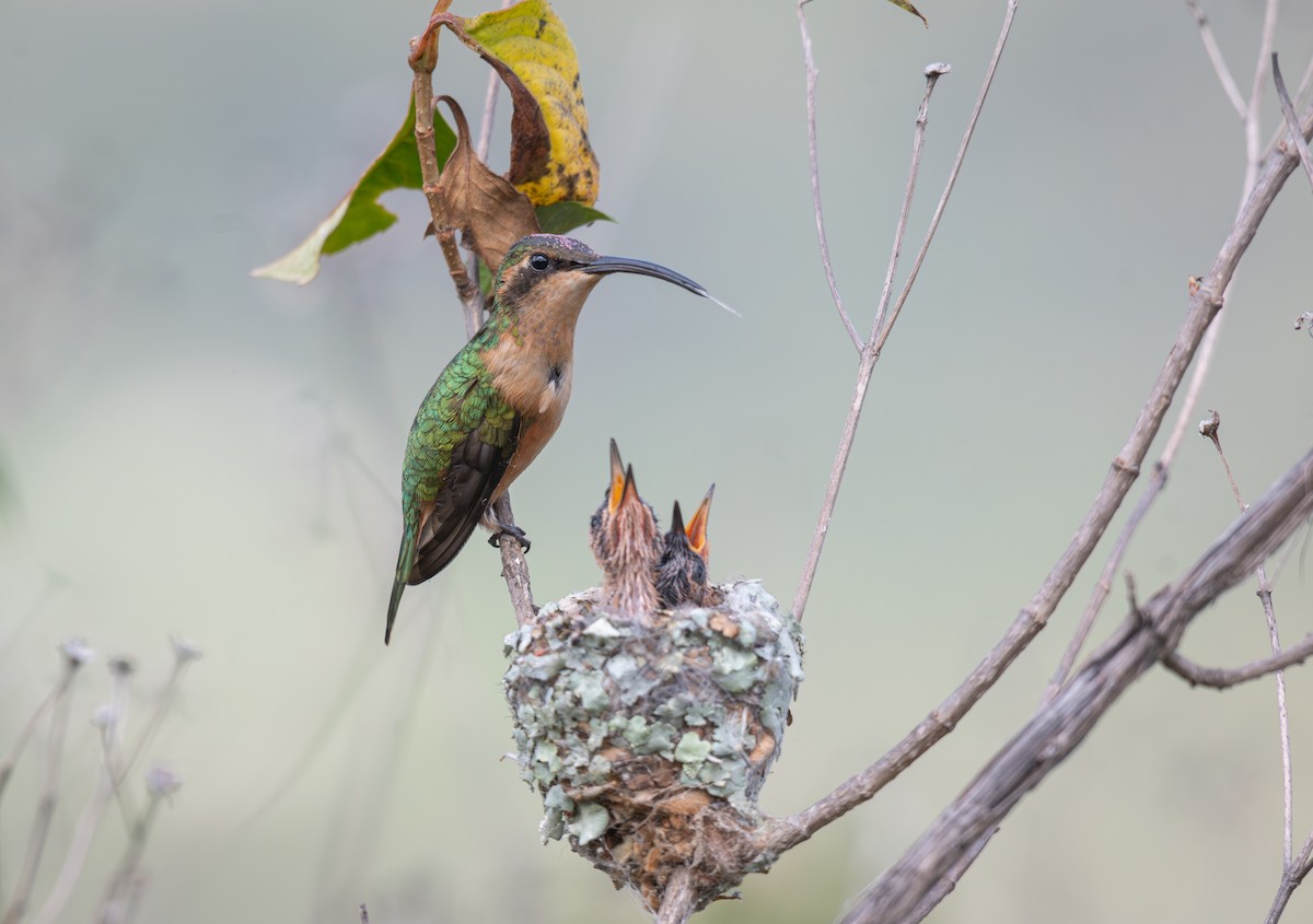 Slender Sheartail - ML640672964