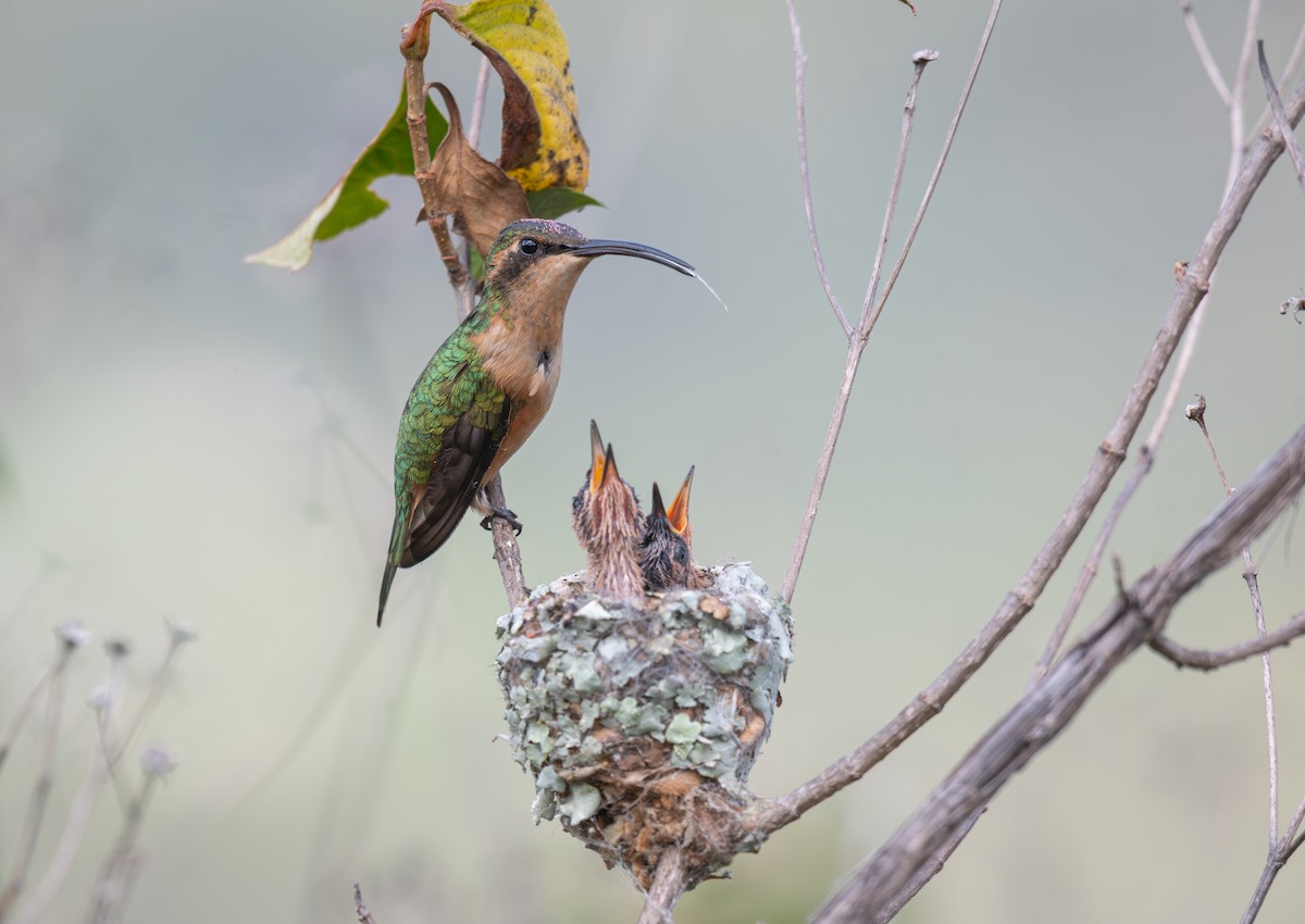 Slender Sheartail - ML640672965