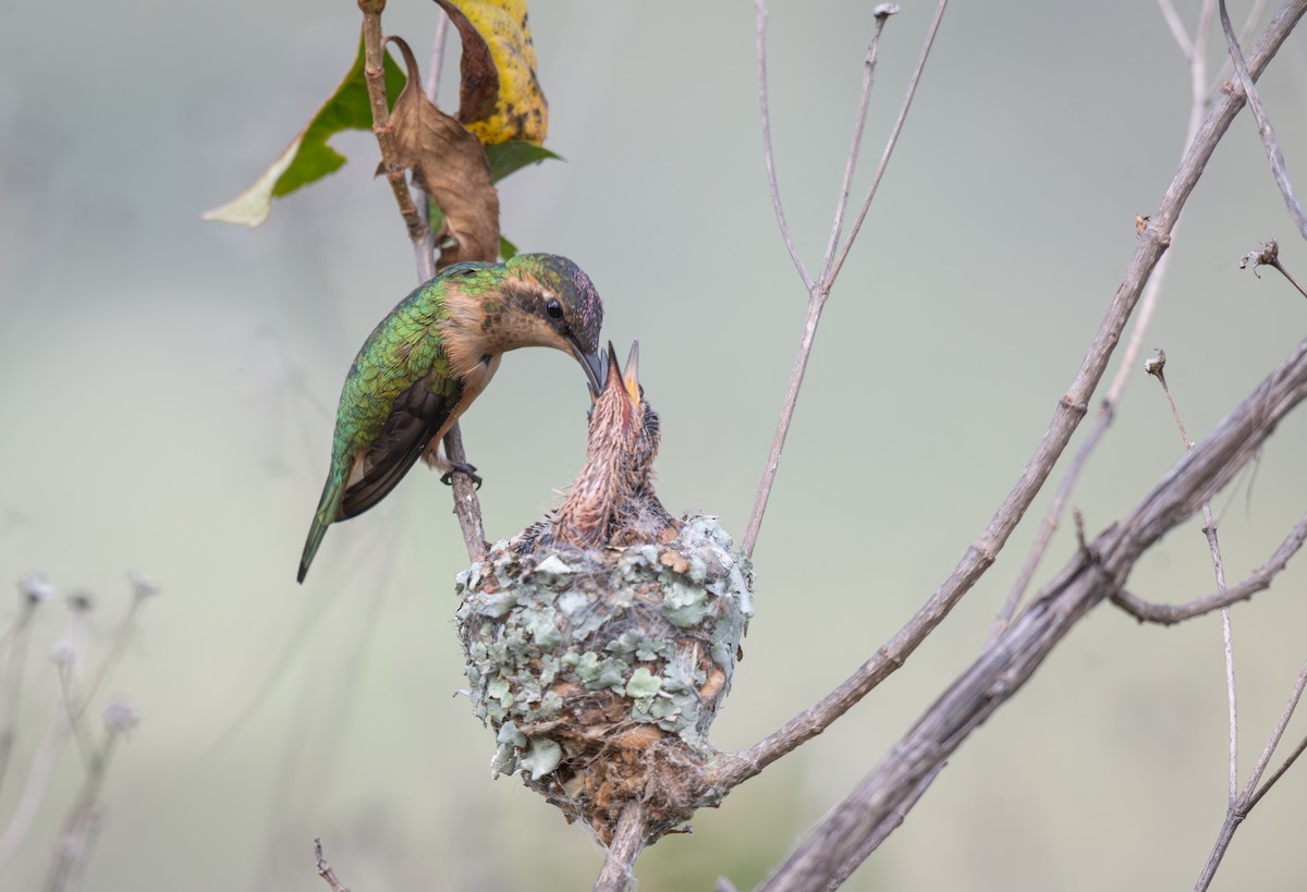 Slender Sheartail - ML640672966