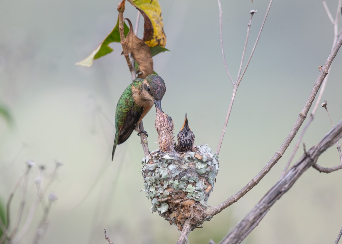 Slender Sheartail - ML640672967