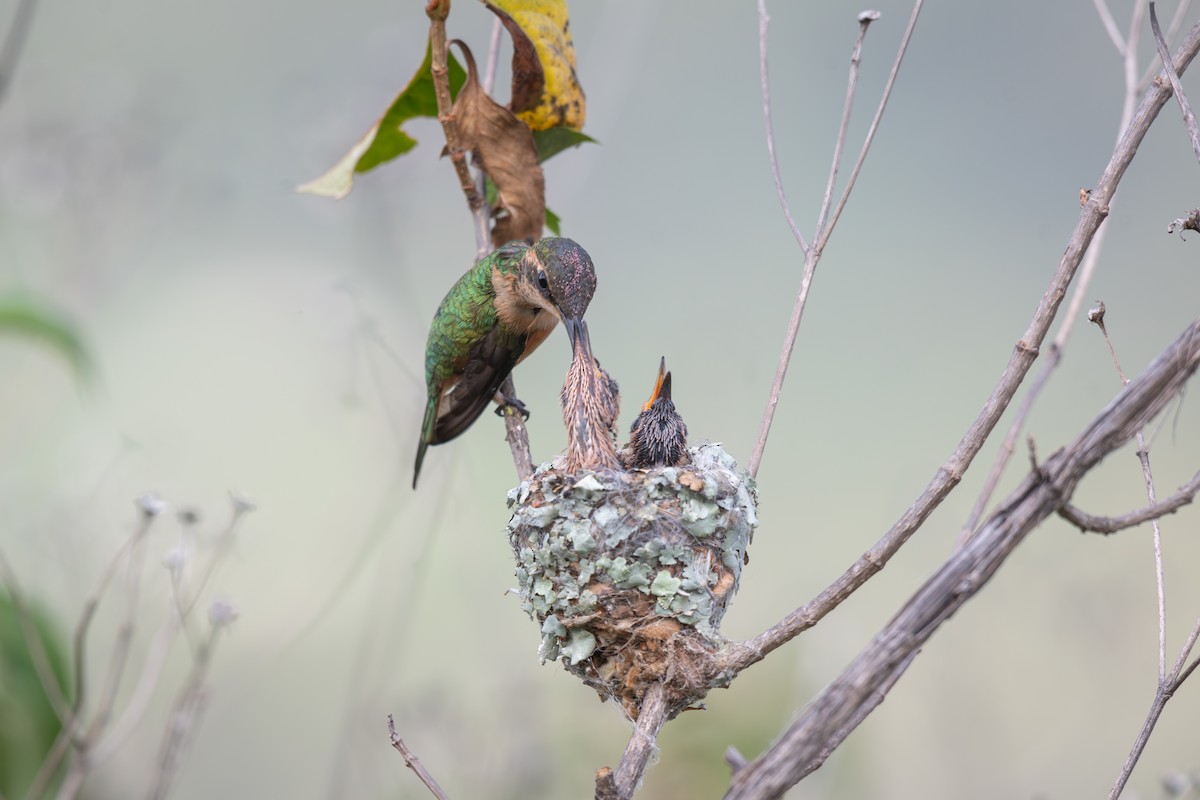 Slender Sheartail - ML640672968