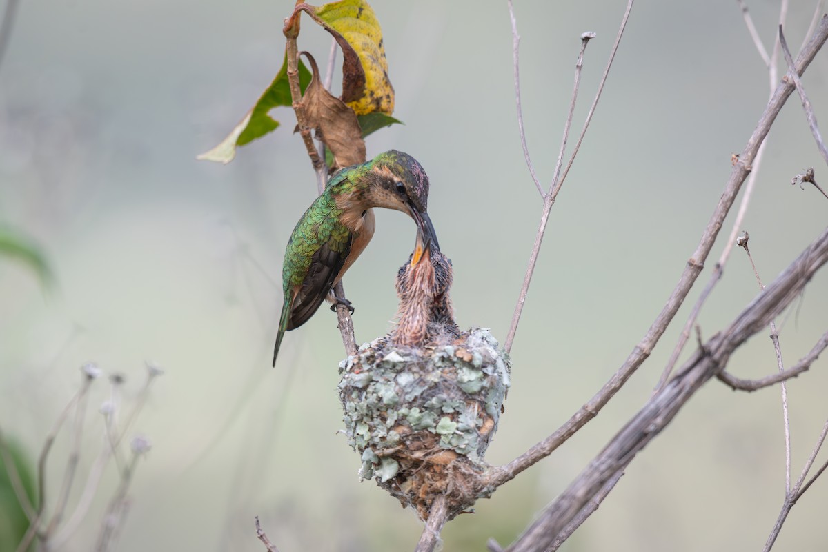 Slender Sheartail - ML640672970