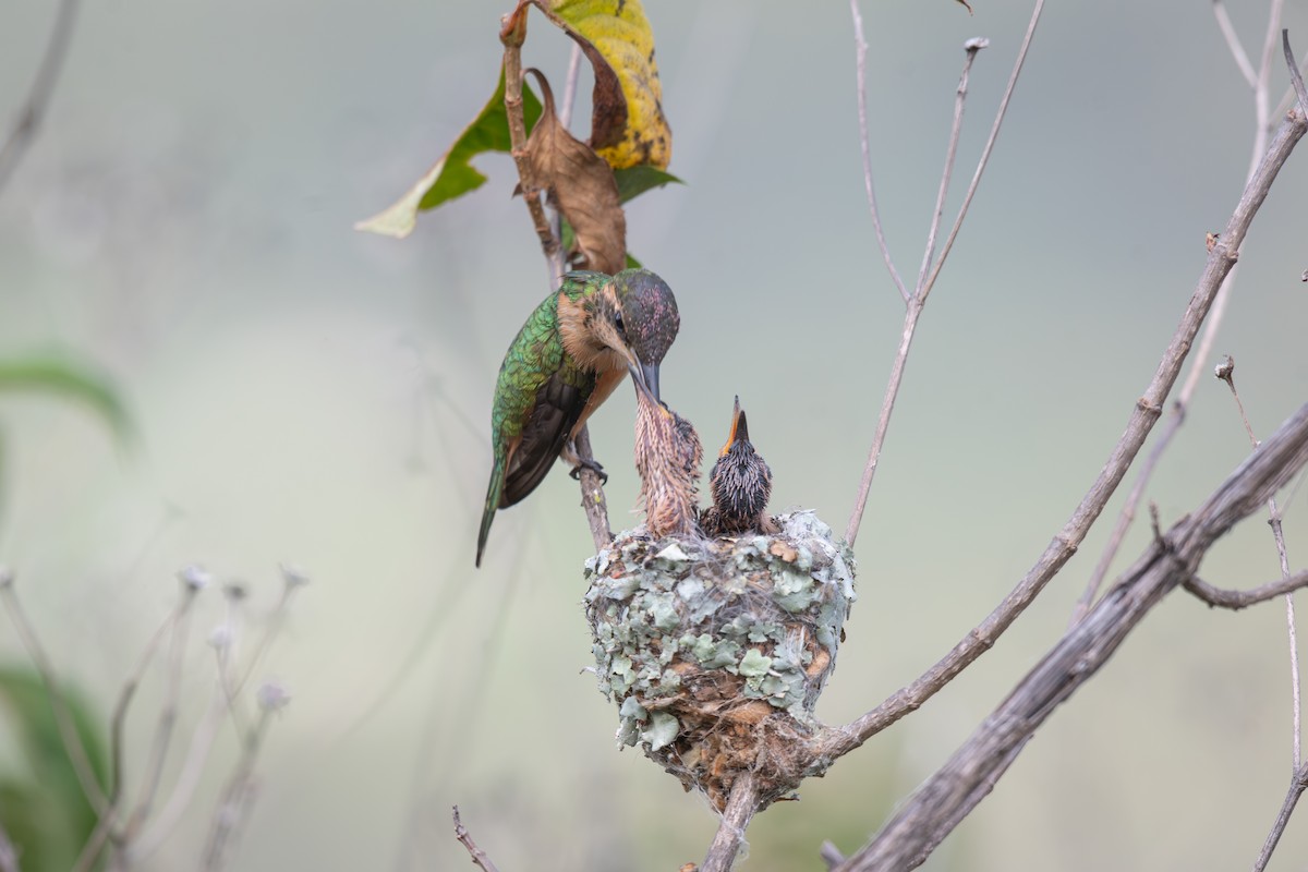 Slender Sheartail - ML640672971