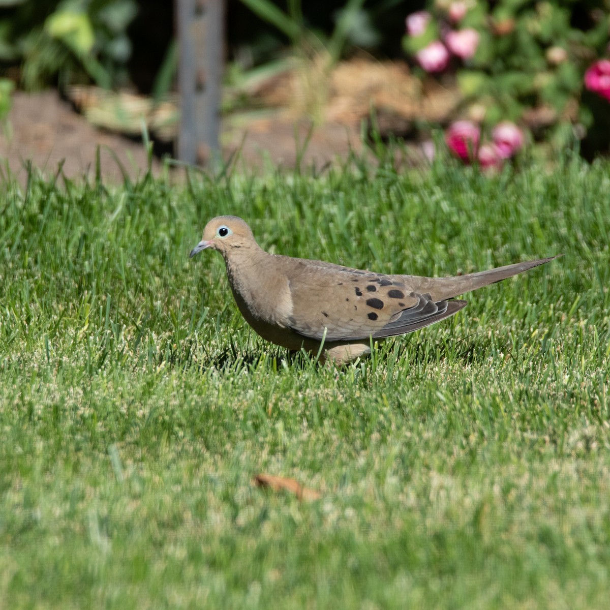 Mourning Dove - ML640673136