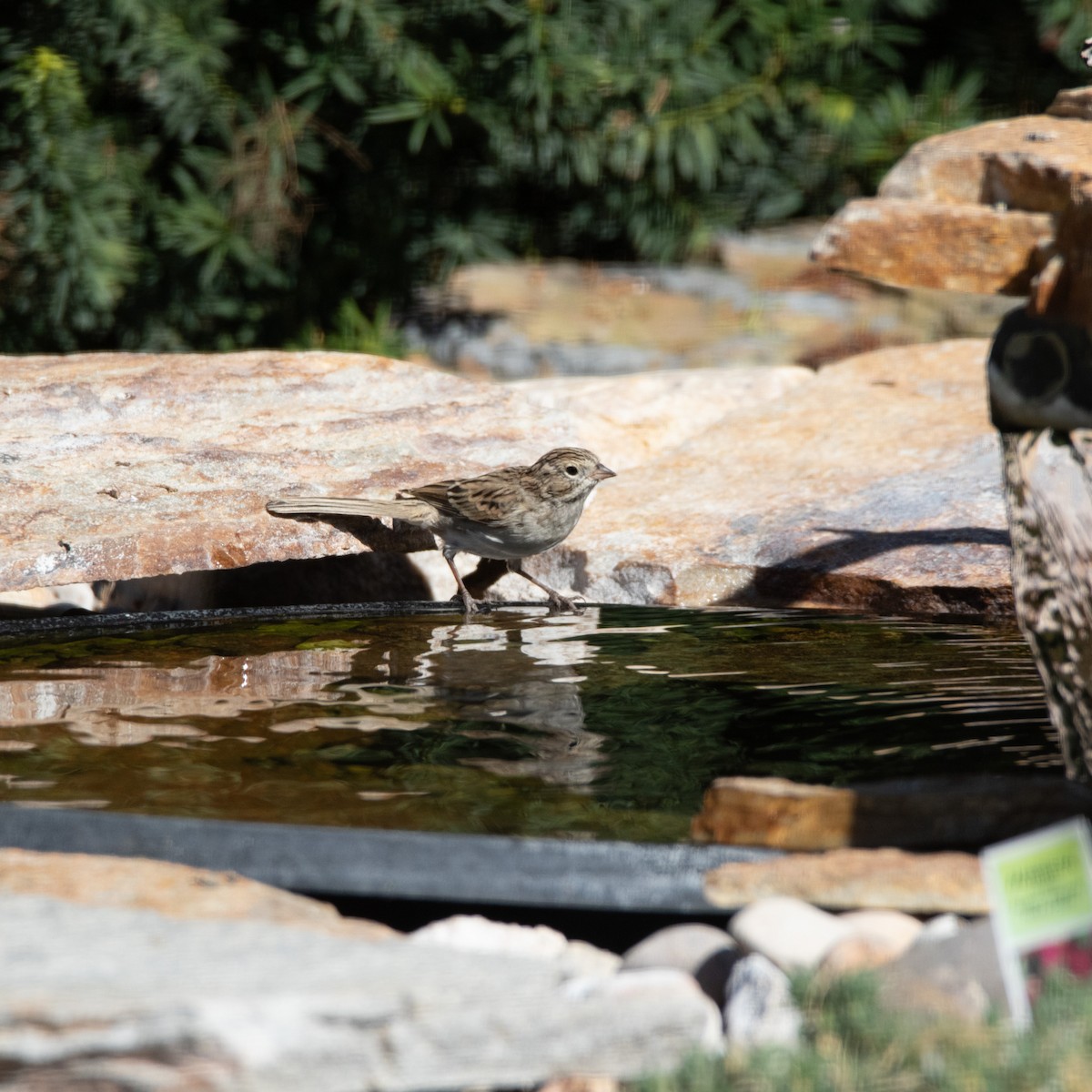 Brewer's Sparrow - ML640673150