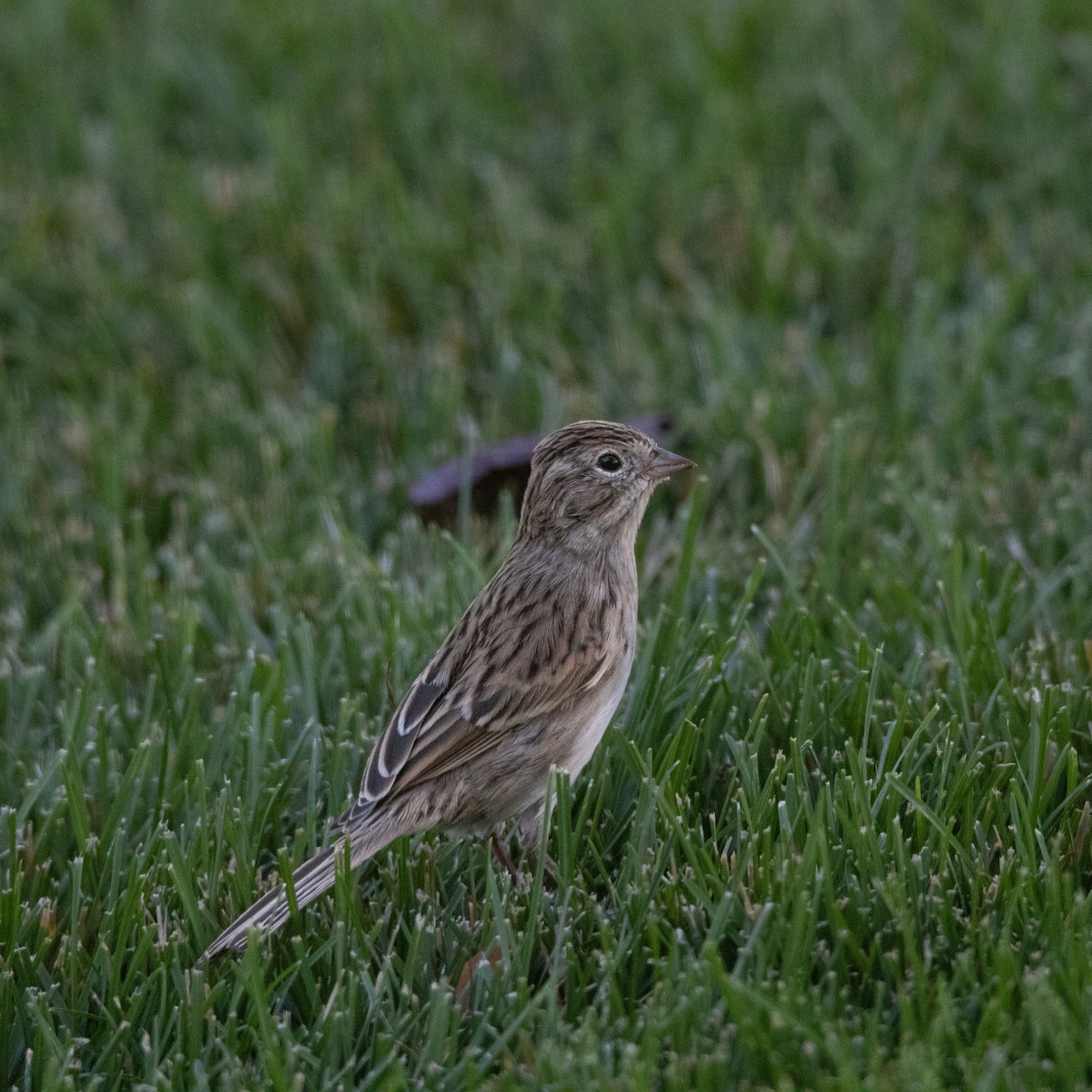 Brewer's Sparrow - ML640673151