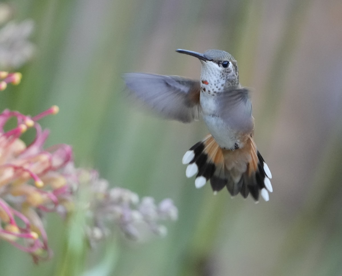 Rufous/Allen's Hummingbird - ML640673217