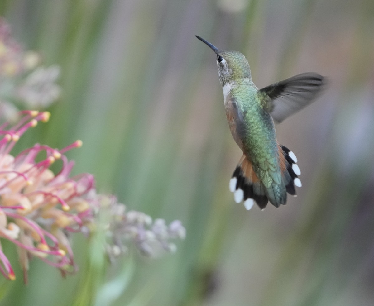 Rufous/Allen's Hummingbird - ML640673218