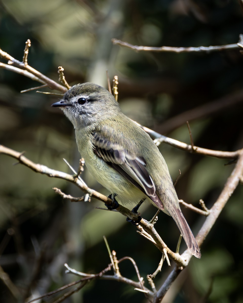 Planalto Tyrannulet - ML640673244