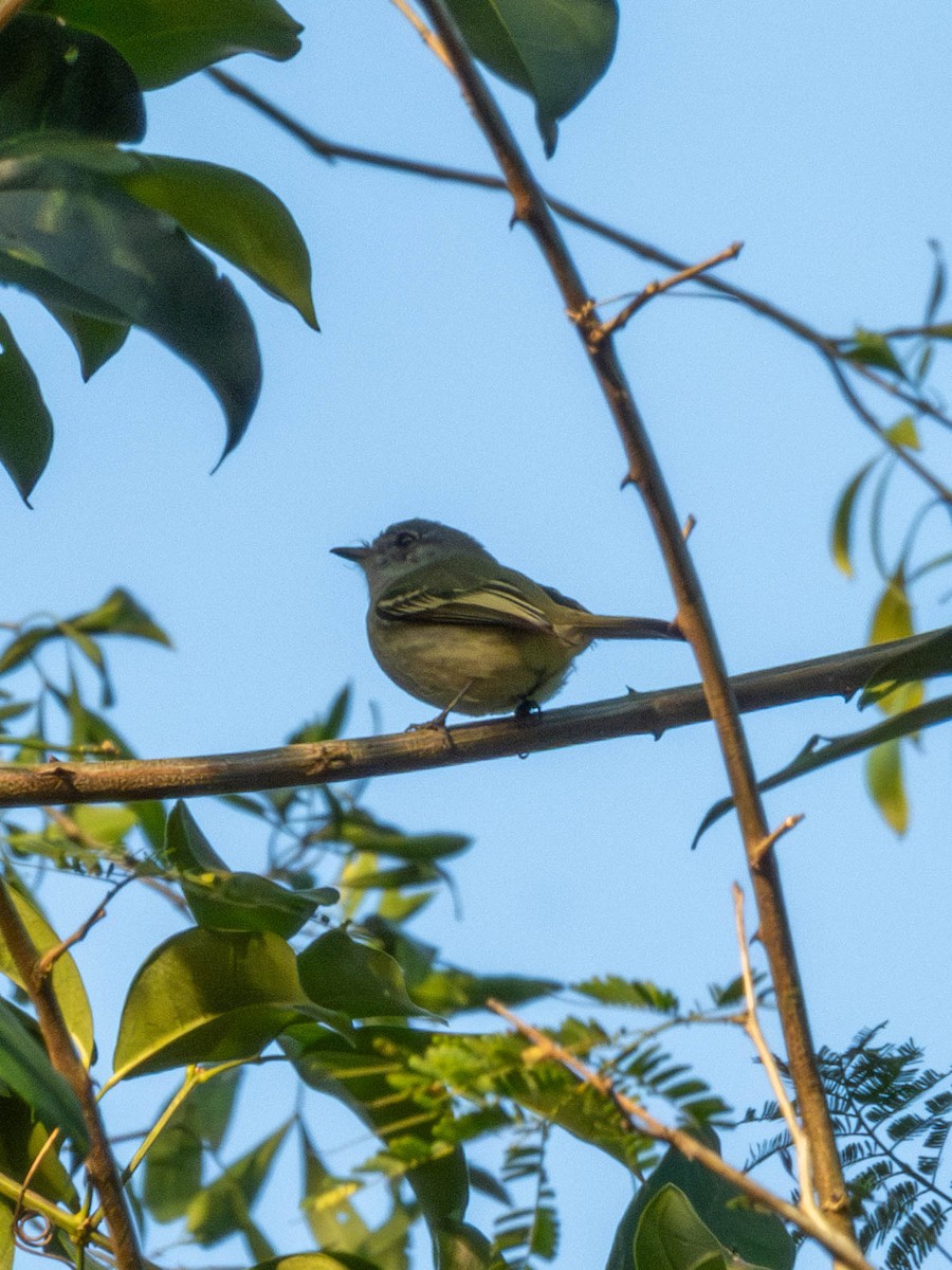 Gray-headed Elaenia - ML640673248