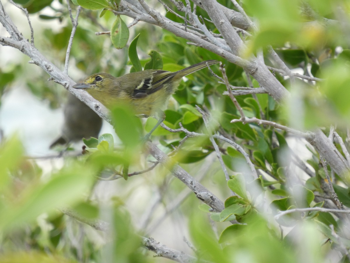 arawakvireo - ML640673289