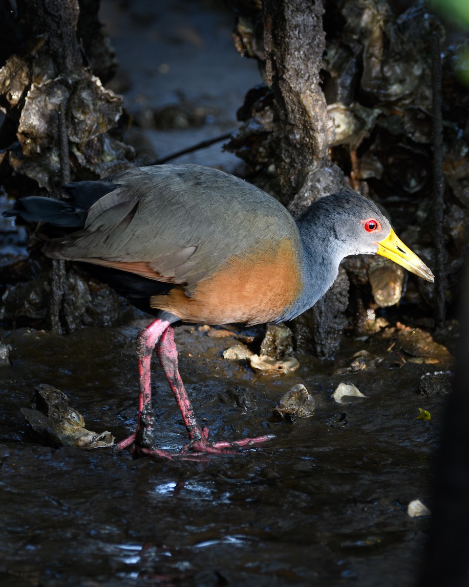 Gray-cowled Wood-Rail - ML640673403