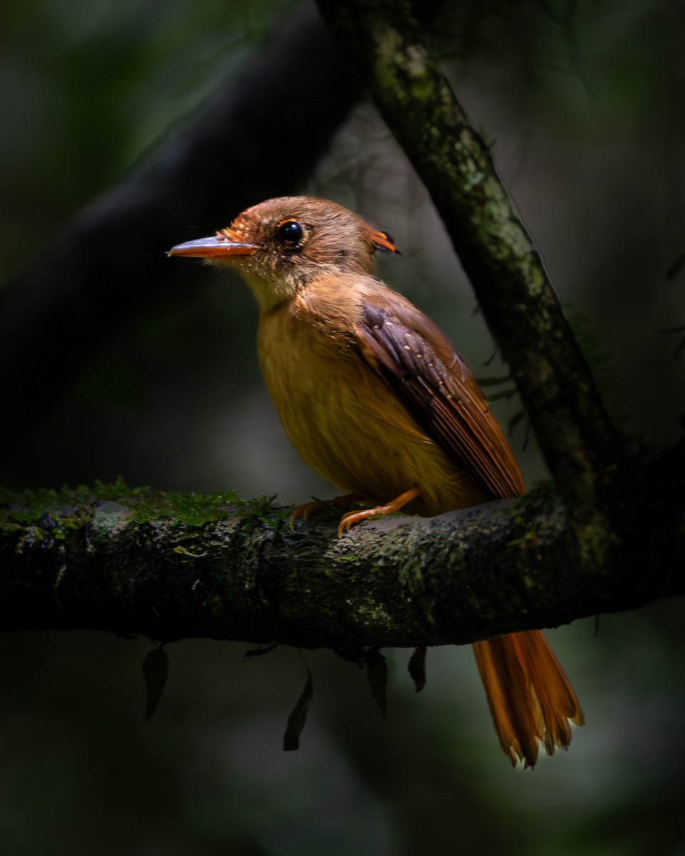 Whiskered Flycatcher - ML640673476