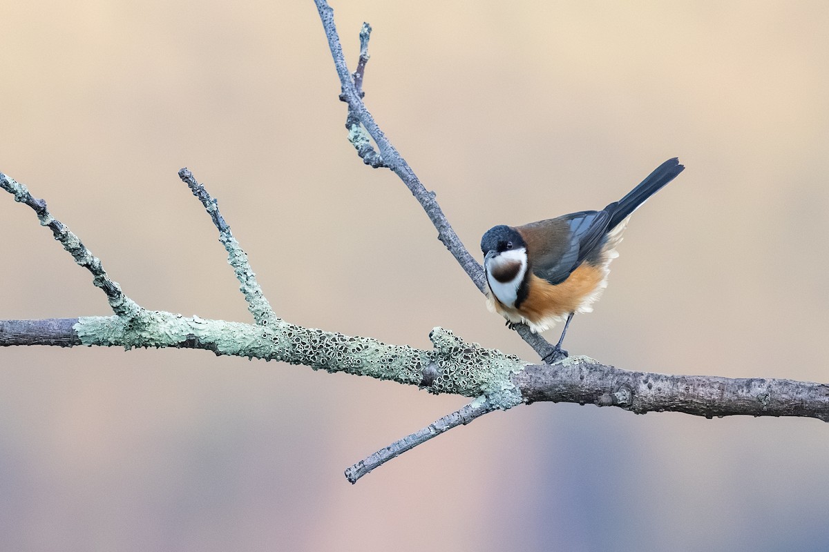 Picoespina Oriental - ML640673531