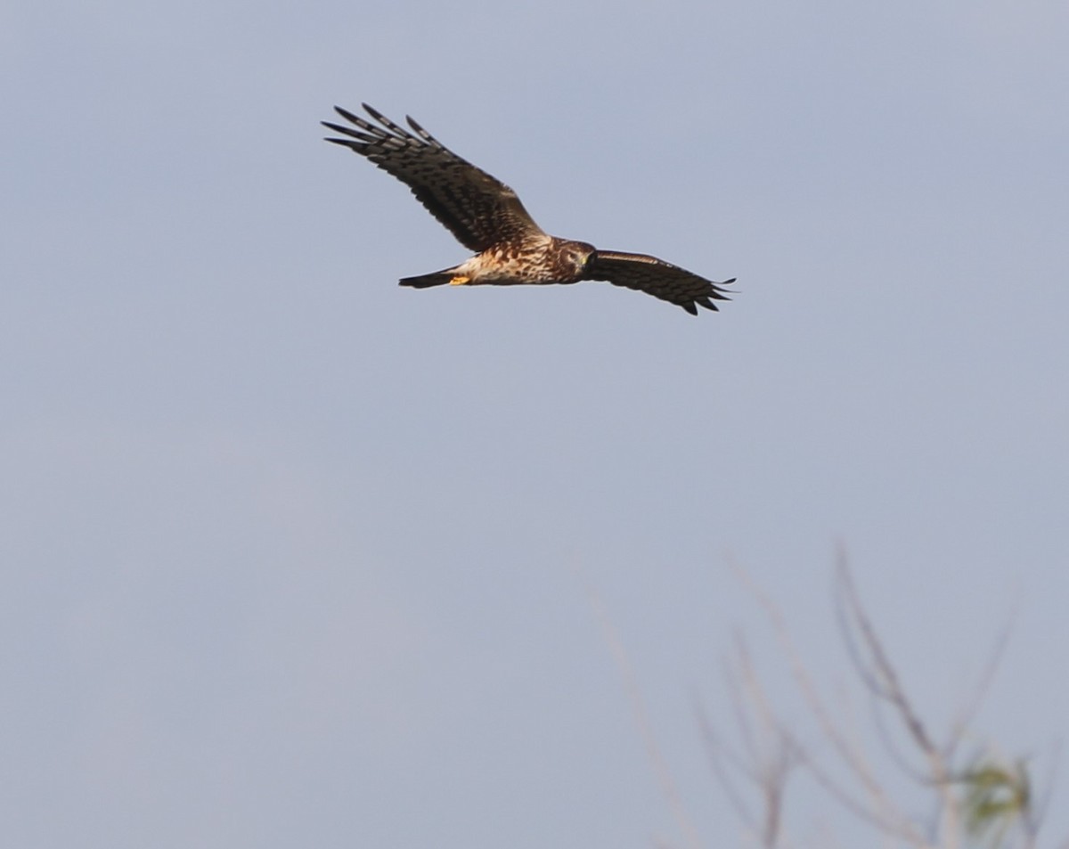Northern Harrier - ML640673541