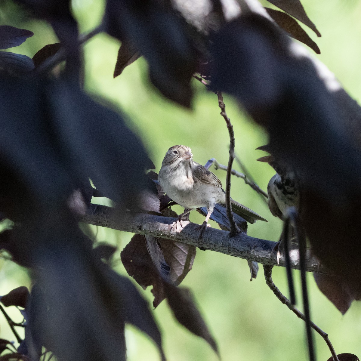 Brewer's Sparrow - ML640673643