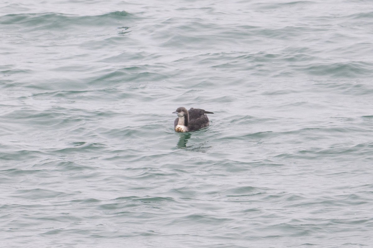 Pacific Loon - ML640673650