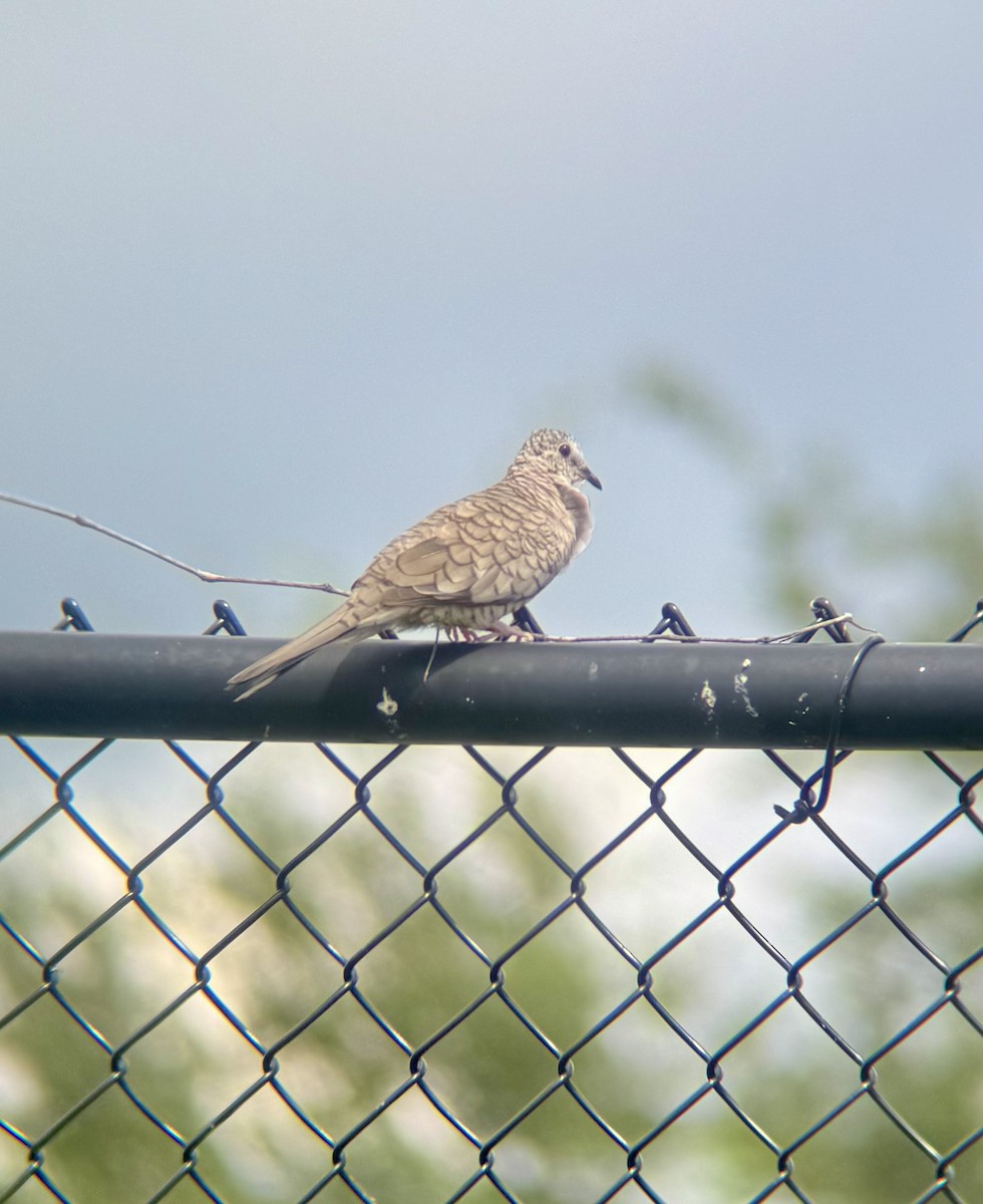 Inca Dove - ML640673791