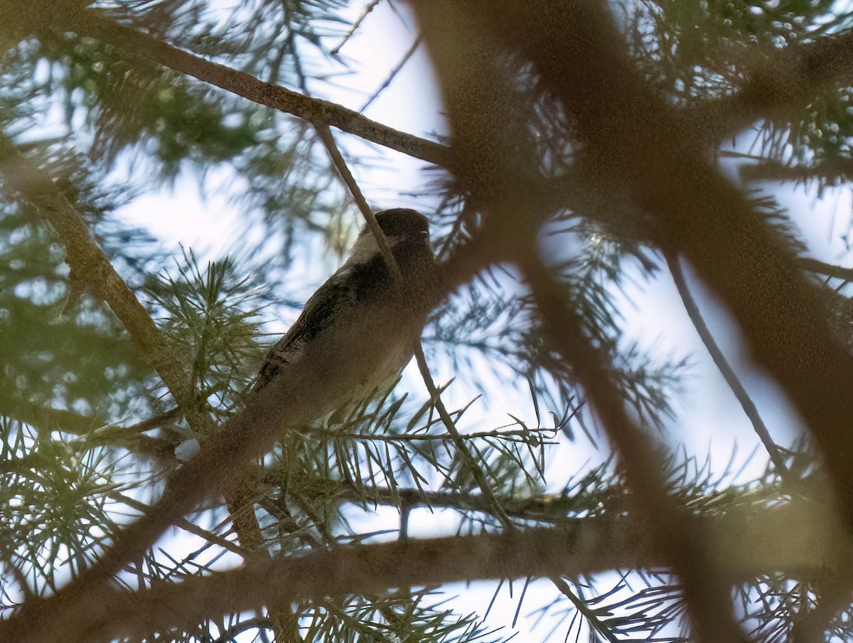 Mexican Chickadee - ML640673819