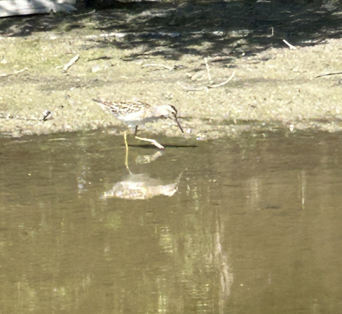 Stilt Sandpiper - ML640673948