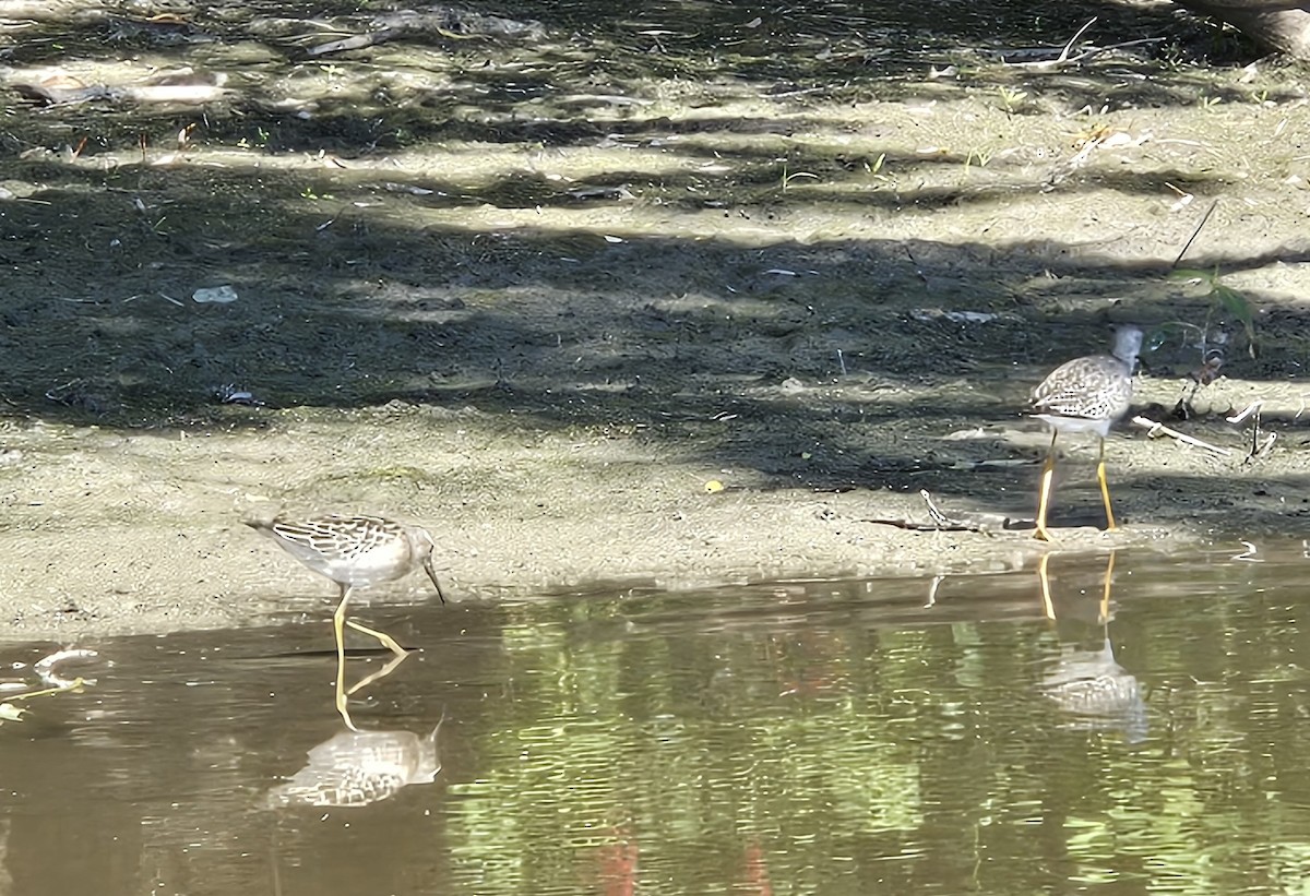 Stilt Sandpiper - ML640673950