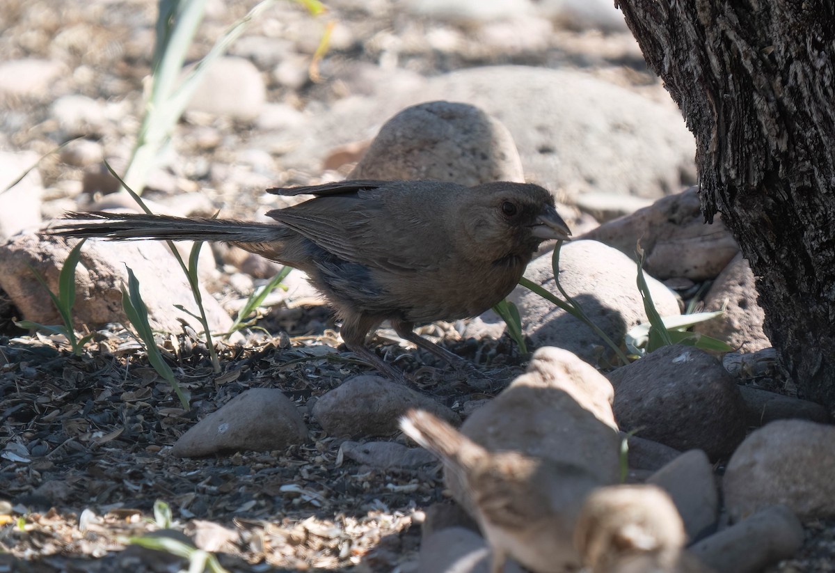 Abert's Towhee - ML640673975