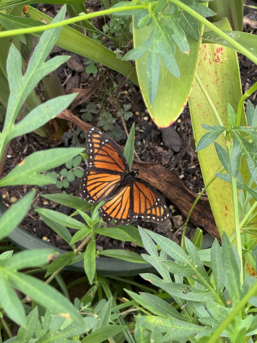 Viceroy - ML640674039