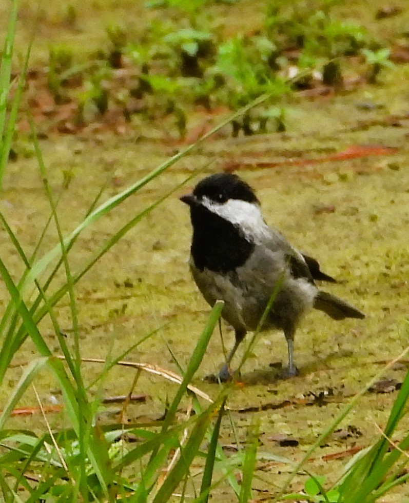 Mexican Chickadee - ML640674057