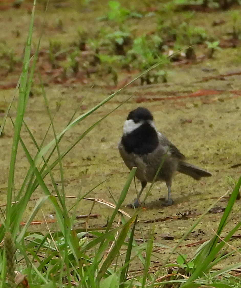 Mexican Chickadee - ML640674058