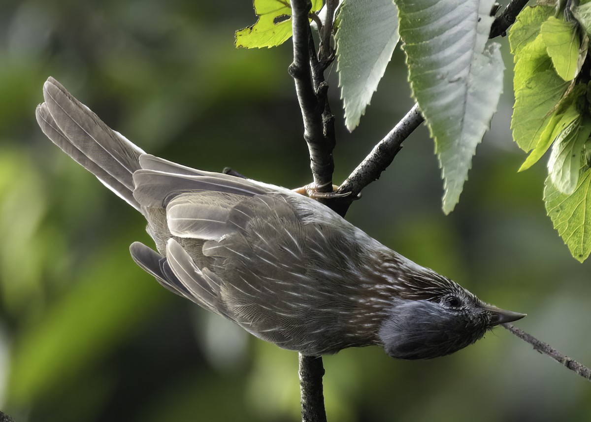 Indochinese Yuhina - ML640674110