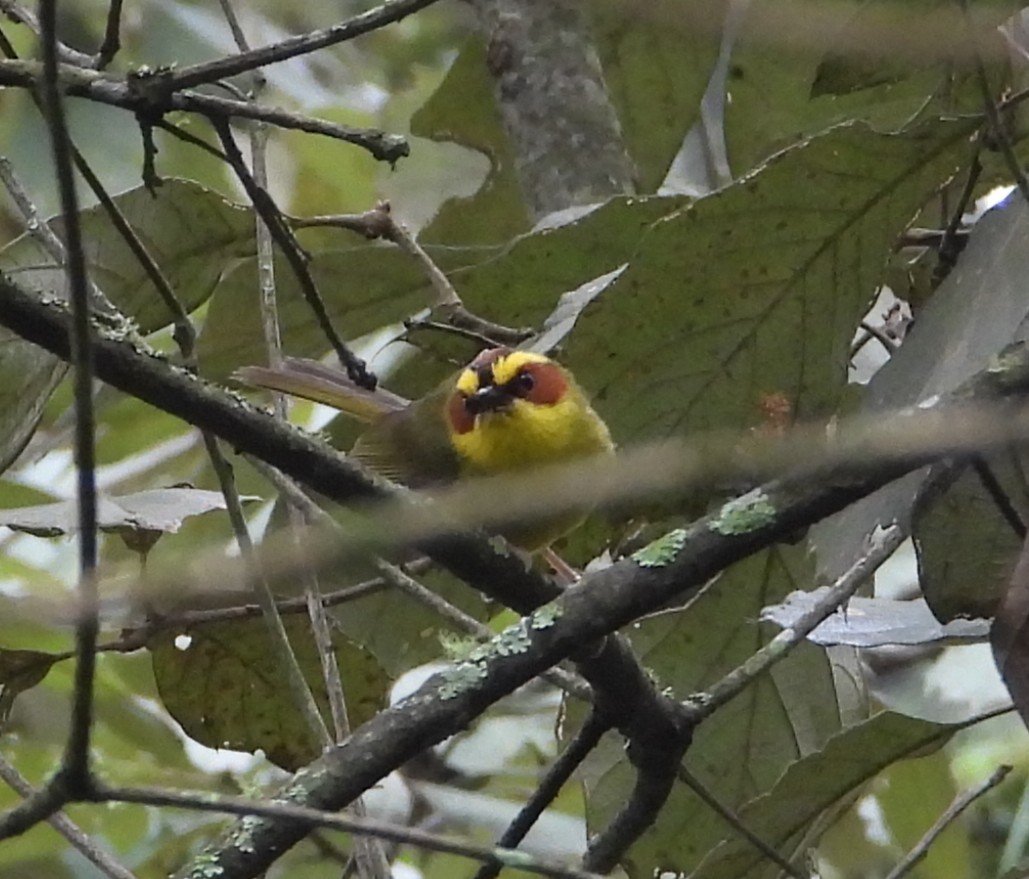 Golden-browed Warbler - ML640674120
