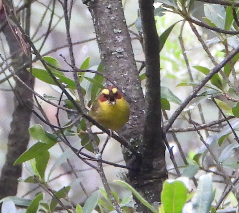 Golden-browed Warbler - ML640674121