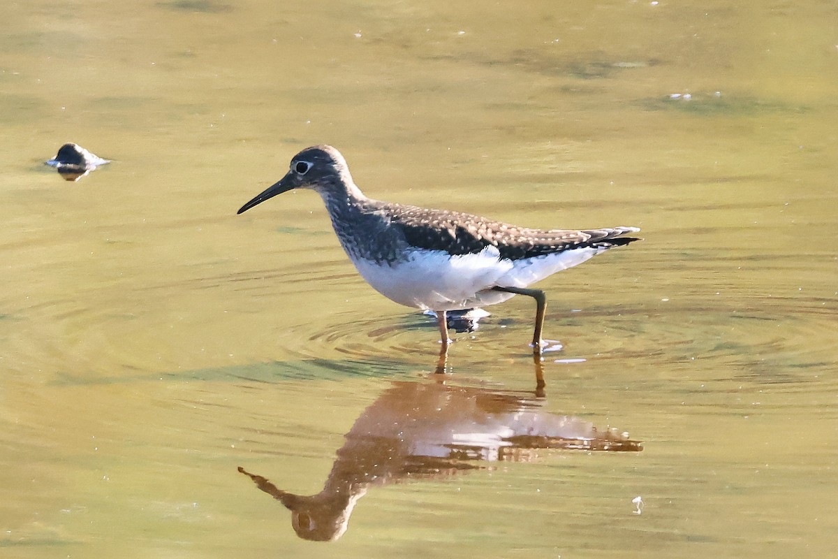 Solitary Sandpiper - ML640674126