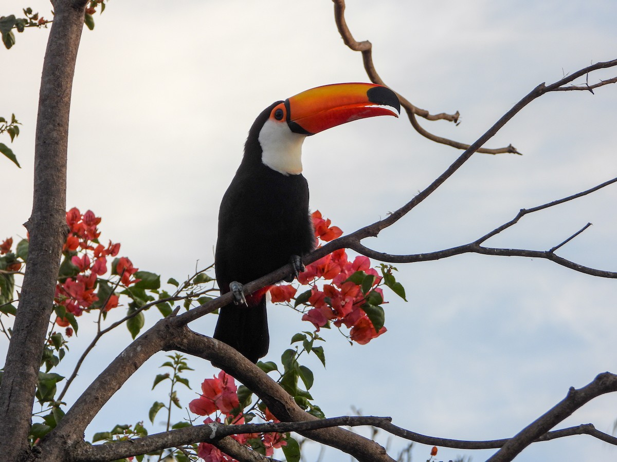 Toco Toucan - ML640674218