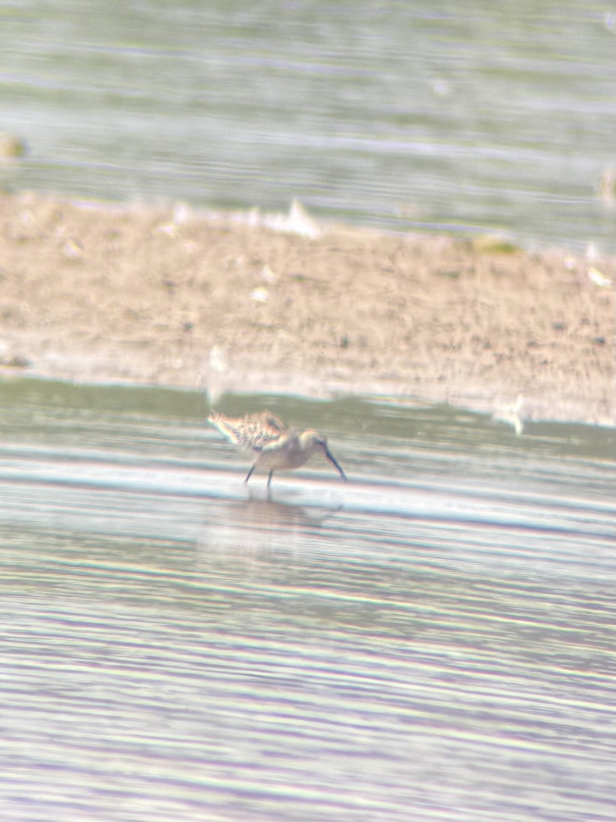 Stilt Sandpiper - ML640674283